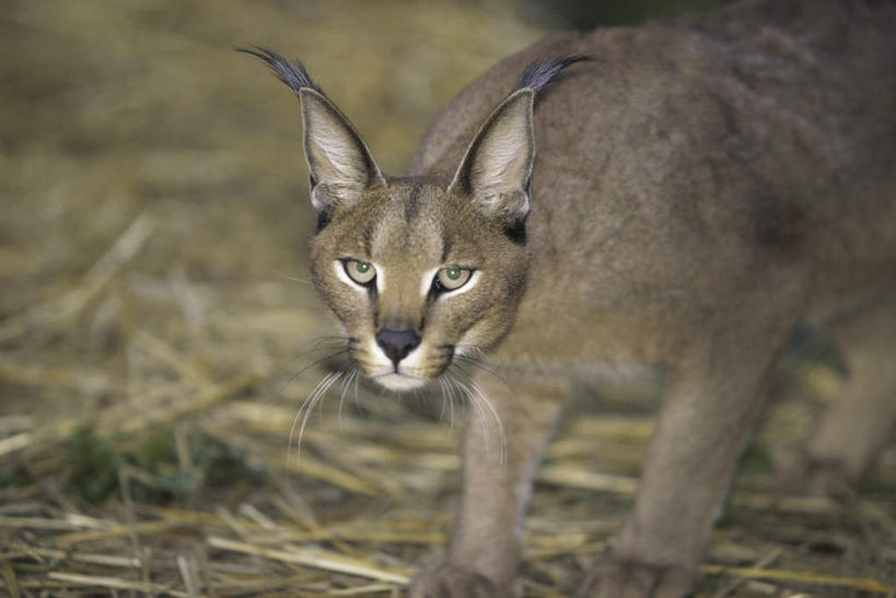 无人,站,横图,室外,白天,正面,美景,植物,哺乳动物,野生动物,枯萎,朦胧,模糊,景观,枯草,注视,草,一只,黄色,自然,动物,观察,看,站着,景色,观看,察看,关注,自然风光,山猫,猞猁,凶猛,林曳,马猞猁,猞猁狲,猞狮,残暴,凶残,站立,半身,彩图