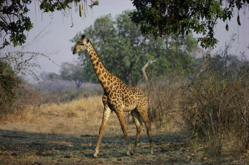 无人,走,横图,室外,白天,侧面,草地,草原,草坪,美景,植物,哺乳动物,长颈鹿,野生动物,阴影,枯萎,朦胧,模糊,光线,影子,荒野,景观,旷野,热带,注视,草,树,树木,一只,蓝色,绿色,蓝天,天空,阳光,自然,动物,天,观察,看,景色,活泼,生长,晴朗,成长,观看,死亡,察看,关注,自然风光,原野,荒原,万里无云,枯败,晴空,晴空万里,步行,散步,走路,彩图,全身