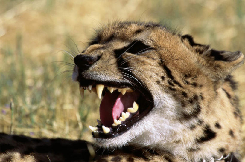 头,牙齿,无人,坐,横图,室外,特写,白天,正面,草地,草坪,美景,植物,豹子,野生动物,咆哮,朦胧,模糊,锐利,景观,扭头,注视,草,一只,绿色,自然,动物,观察,看,张嘴,转头,景色,观看,察看,锋利,尖锐,关注,自然风光,金钱豹,印度豹,尖利,凶猛,张大嘴巴,怒吼,呼啸,犀利,厉害,文豹,狂嗥,残暴,凶残,头部,齿,牙,牙龈,张开嘴,猎豹,花豹,豹,坐着,半身,彩图