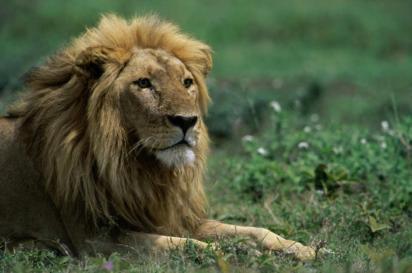 无人,横图,室外,白天,正面,草地,草坪,美景,植物,哺乳动物,非洲狮,野生动物,狮子,朦胧,模糊,景观,注视,草,一只,绿色,自然,动物,观察,看,趴着,景色,观看,察看,关注,自然风光,凶猛,残暴,凶残,趴,半身,彩图