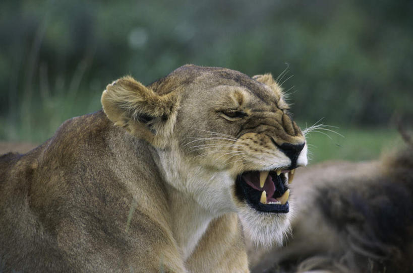 牙齿,无人,横图,室外,白天,侧面,草地,草坪,植物,哺乳动物,非洲狮,野生动物,狮子,咆哮,朦胧,模糊,锐利,景观,注视,草,一只,绿色,自然,动物,观察,看,趴着,张嘴,景色,观看,察看,锋利,尖锐,关注,自然风光,尖利,凶猛,张大嘴巴,怒吼,呼啸,犀利,厉害,狂嗥,残暴,凶残,齿,牙,牙龈,张开嘴,趴,半身,彩图