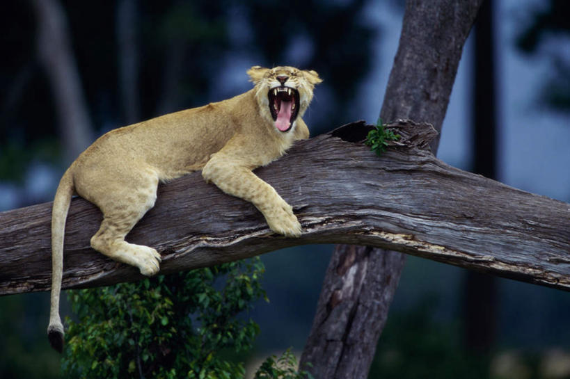 牙齿,无人,横图,室外,白天,侧面,美景,植物,咆哮,朦胧,模糊,锐利,景观,枝条,扭头,注视,树,树木,树枝,绿色,自然,观察,看,趴着,张嘴,转头,景色,生长,成长,观看,察看,锋利,尖锐,关注,自然风光,尖利,张大嘴巴,怒吼,呼啸,犀利,厉害,狂嗥,虬枝,枝杈,齿,牙,牙龈,张开嘴,趴,彩图,全身