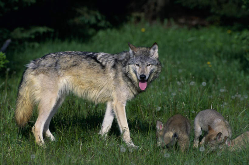 无人,站,横图,室外,白天,正面,草地,草原,美景,植物,狼,野生动物,三只,朦胧,模糊,景观,旷野,扭头,注视,吐舌头,草,绿色,自然,动物,观察,看,站着,转头,景色,观看,察看,关注,自然风光,原野,凶猛,残暴,凶残,灰狼,站立,彩图,全身,犬科动物