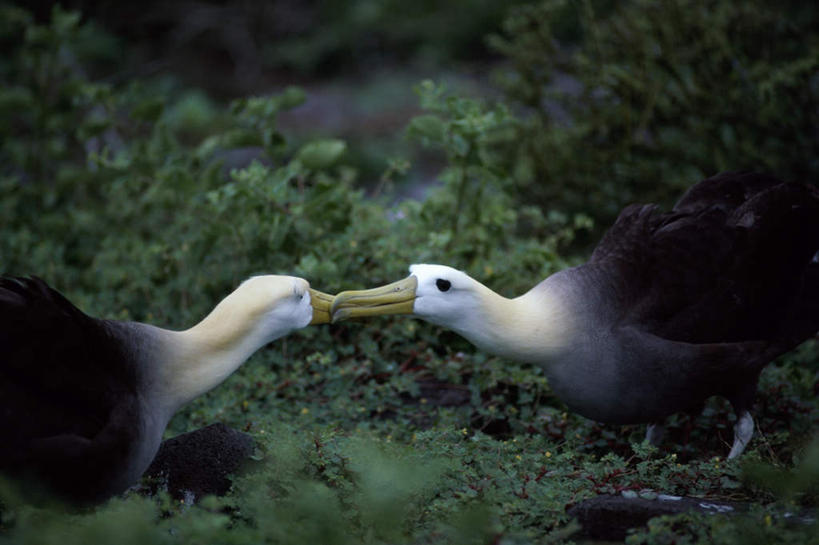 无人,站,吻,横图,室外,白天,侧面,美景,树林,植物,海鸟,鸟,信天翁,朦胧,模糊,鸟类,景观,注视,树,树木,绿色,自然,观察,看,站着,两只,景色,生长,成长,观看,察看,关注,自然风光,海鸳,接吻,亲,亲吻,亲嘴,站立,半身,彩图,加岛信天翁