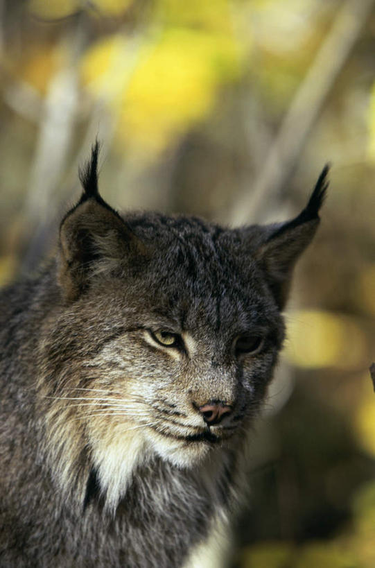 头,无人,站,竖图,室外,特写,白天,正面,美景,植物,哺乳动物,野生动物,叶子,朦胧,模糊,纹理,景观,绿叶,枝条,注视,树,树木,树枝,一只,绿色,自然,动物,观察,看,站着,嫩叶,景色,观看,察看,关注,自然风光,山猫,猞猁,凶猛,肌理,林曳,马猞猁,猞猁狲,猞狮,虬枝,枝杈,残暴,凶残,头部,叶,叶片,叶脉,站立,半身,彩图,加拿大猞猁