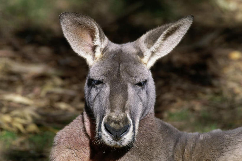 无人,坐,横图,室外,白天,侧面,草地,草坪,美景,植物,袋鼠,野生动物,朦胧,模糊,景观,扭头,注视,草,一只,绿色,自然,动物,观察,看,转头,景色,可爱,活泼,观看,察看,关注,自然风光,红袋鼠,育儿袋,大赤袋鼠,坐着,半身,彩图