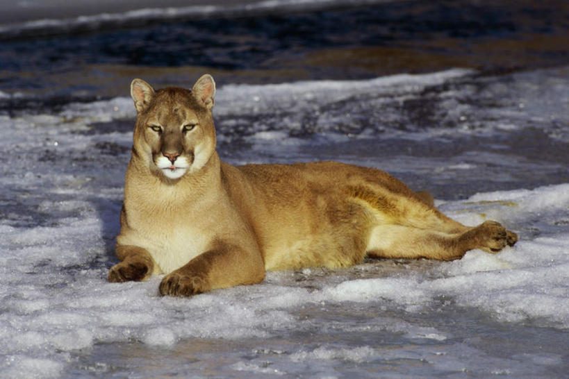 无人,横图,室外,白天,侧面,美景,雪,大雪,哺乳动物,野生动物,狮子,阴影,光线,影子,积雪,景观,雪景,冬季,冬天,注视,一只,阳光,自然,动物,观察,看,趴着,景色,寒冷,观看,察看,关注,自然风光,凶猛,美洲狮,严寒,山狮,残暴,凶残,趴,彩图,全身