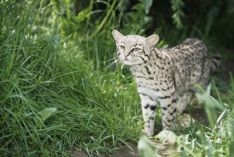 无人,走,横图,室外,白天,正面,草地,草坪,美景,植物,宠物,猫,阴影,光线,影子,景观,注视,草,一只,绿色,阳光,自然,动物,观察,看,景色,可爱,观看,察看,关注,自然风光,猫咪,步行,散步,走路,彩图,全身