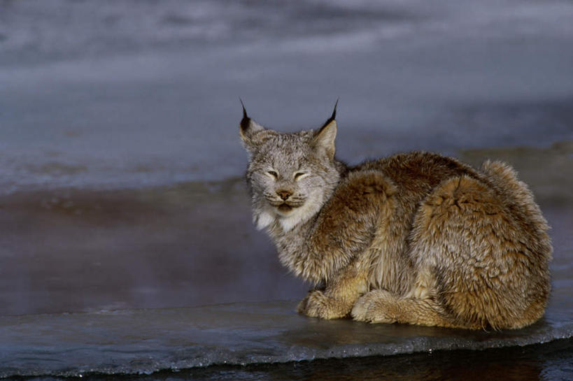 无人,坐,横图,室外,白天,侧面,海浪,海洋,美景,沙滩,哺乳动物,野生动物,朦胧,模糊,沙子,海岸,景观,浪花,沙地,扭头,注视,一只,自然,海水,动物,观察,看,转头,景色,观看,察看,关注,自然风光,山猫,猞猁,凶猛,海景,林曳,马猞猁,猞猁狲,猞狮,残暴,凶残,大海,风浪,海,海水的波动,海滩,近岸浪,涌浪,坐着,彩图,全身,加拿大猞猁