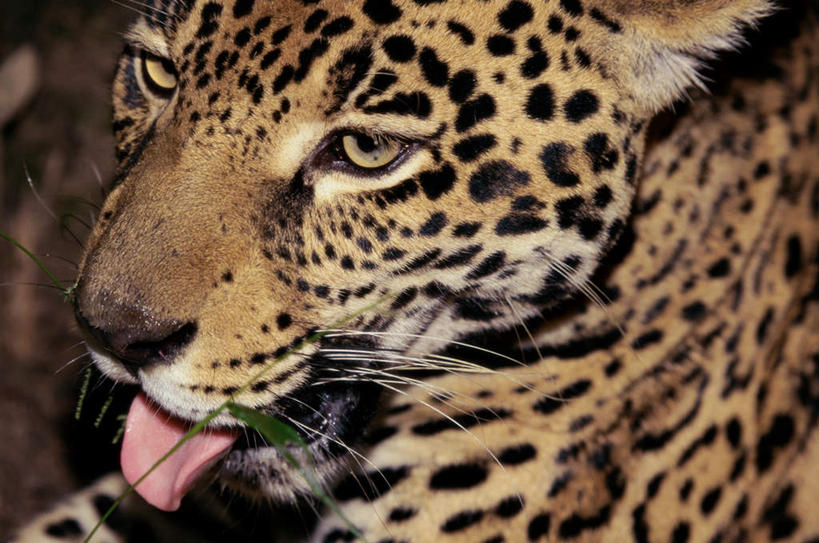 头,无人,横图,俯视,室外,特写,白天,美景,野生动物,阴影,花纹,朦胧,模糊,反射,影子,景观,注视,吐舌头,一只,自然,动物,观察,看,景色,观看,察看,关注,自然风光,美洲豹,凶猛,美洲虎,残暴,凶残,头部,半身,彩图,高角度拍摄