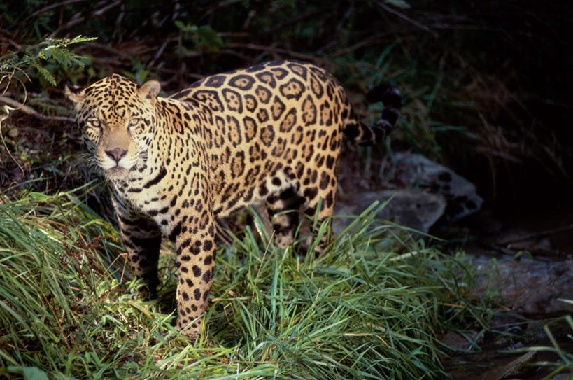 无人,站,横图,室外,夜晚,正面,草地,草坪,石头,美景,植物,野生动物,石子,景观,注视,草,一只,绿色,自然,动物,观察,看,站着,景色,观看,察看,关注,自然风光,美洲豹,凶猛,美洲虎,残暴,凶残,石块,岩石,站立,彩图,全身