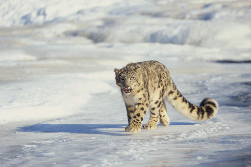 无人,走,横图,室外,白天,正面,美景,摩托车,野生动物,朦胧,模糊,景观,注视,车,一只,自然,动物,交通工具,观察,看,张嘴,景色,观看,察看,关注,自然风光,载具,雪豹,凶猛,张大嘴巴,草豹,残暴,凶残,张开嘴,步行,散步,走路,彩图,全身,雪地摩托车,雪上摩托车