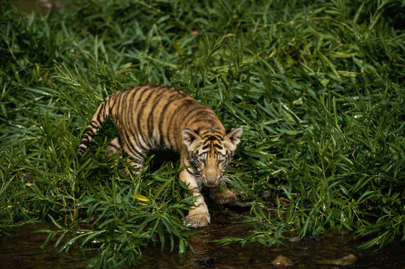 无人,走,横图,俯视,室外,白天,草地,草坪,美景,植物,哺乳动物,虎,野生动物,朦胧,模糊,景观,注视,草,一只,绿色,自然,动物,观察,看,景色,观看,察看,关注,自然风光,凶猛,华南虎,中国虎,残暴,凶残,老虎,步行,散步,走路,彩图,高角度拍摄,全身