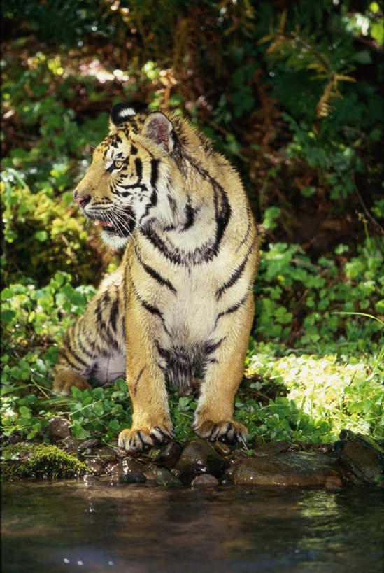 无人,站,竖图,室外,白天,正面,草地,草坪,河流,美景,树林,水,植物,哺乳动物,虎,野生动物,咆哮,朦胧,模糊,河水,景观,水流,扭头,注视,草,树,树木,一只,绿色,自然,动物,观察,看,站着,张嘴,转头,景色,生长,成长,观看,察看,关注,自然风光,凶猛,华南虎,张大嘴巴,怒吼,呼啸,狂嗥,中国虎,残暴,凶残,张开嘴,老虎,站立,彩图,全身