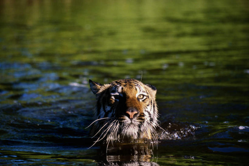 游泳,无人,横图,室外,白天,正面,河流,美景,水,哺乳动物,虎,野生动物,波纹,飞溅,朦胧,模糊,溅,液体,河水,景观,水滴,水流,涟漪,注视,水珠,一只,水纹,自然,动物,波浪,观察,看,景色,观看,察看,关注,喷洒,自然风光,凶猛,华南虎,水晕,泅水,拍浮,中国虎,残暴,凶残,老虎,彩图,全身