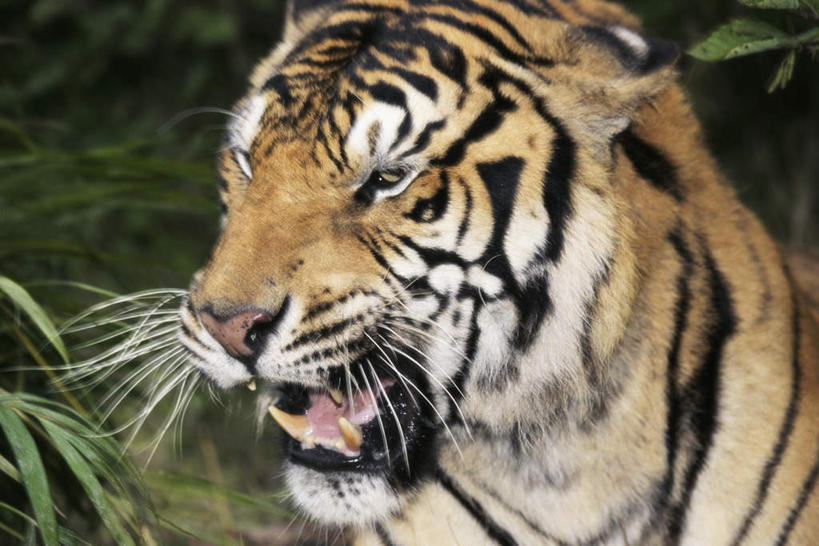 头,牙齿,无人,横图,室外,特写,白天,正面,美景,树林,植物,哺乳动物,虎,野生动物,咆哮,朦胧,模糊,锐利,景观,注视,树,树木,一只,绿色,自然,动物,观察,看,张嘴,景色,生长,成长,观看,察看,锋利,尖锐,关注,自然风光,尖利,凶猛,华南虎,张大嘴巴,怒吼,呼啸,犀利,厉害,狂嗥,中国虎,残暴,凶残,头部,齿,牙,牙龈,张开嘴,老虎,彩图,全身