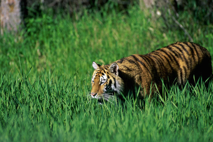 无人,走,横图,室外,白天,侧面,草地,草坪,美景,树林,植物,虎,野生动物,朦胧,模糊,景观,注视,草,树,树木,一只,绿色,自然,动物,观察,看,景色,生长,成长,观看,察看,关注,自然风光,凶猛,西伯利亚虎,残暴,凶残,老虎,东北虎,步行,散步,走路,彩图,全身