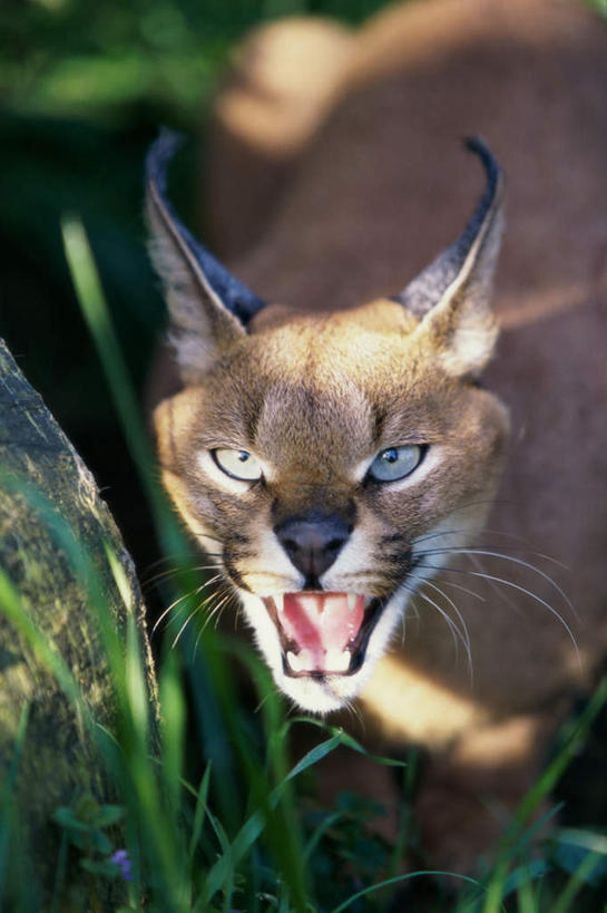 无人,站,竖图,室外,白天,正面,草地,草坪,美景,植物,哺乳动物,野生动物,阴影,朦胧,模糊,光线,影子,景观,注视,草,一只,绿色,阳光,自然,动物,观察,看,站着,张嘴,景色,观看,察看,关注,自然风光,山猫,猞猁,凶猛,张大嘴巴,林曳,马猞猁,猞猁狲,猞狮,残暴,凶残,张开嘴,站立,半身,彩图