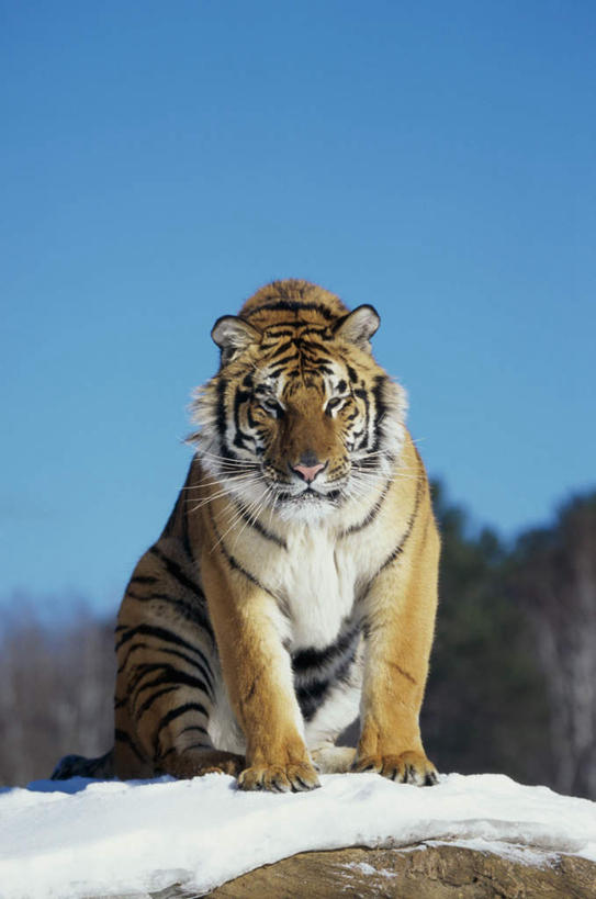 无人,坐,竖图,室外,白天,正面,美景,树林,雪,植物,大雪,虎,野生动物,枯萎,朦胧,模糊,积雪,景观,雪景,冬季,冬天,枯草,注视,草,树,树木,一只,黄色,蓝色,绿色,蓝天,天空,自然,动物,天,观察,看,景色,寒冷,生长,晴朗,成长,观看,察看,关注,自然风光,凶猛,西伯利亚虎,万里无云,严寒,残暴,凶残,晴空,晴空万里,老虎,东北虎,坐着,彩图,全身