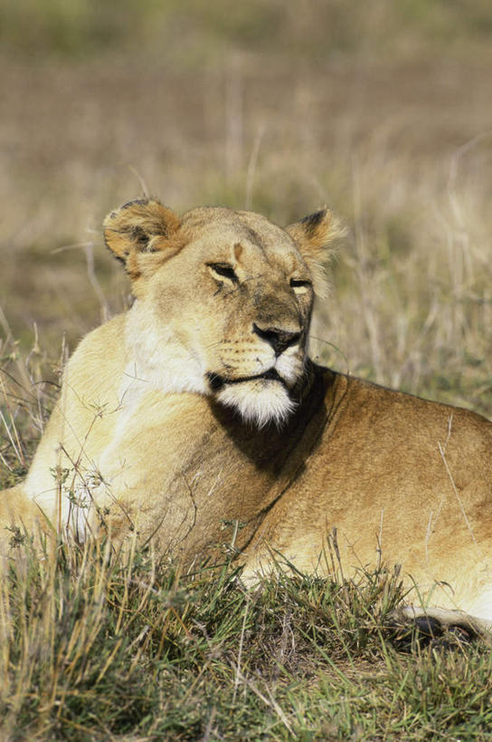 无人,坐,竖图,室外,白天,正面,草地,草坪,美景,植物,哺乳动物,非洲狮,野生动物,狮子,朦胧,模糊,景观,扭头,注视,草,一只,绿色,自然,动物,观察,看,转头,景色,观看,察看,关注,自然风光,凶猛,残暴,凶残,坐着,半身,彩图