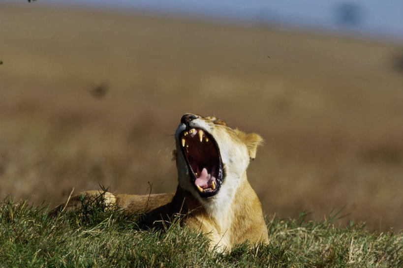 无人,横图,室外,白天,正面,草地,草原,美景,植物,哺乳动物,非洲狮,野生动物,狮子,朦胧,模糊,地平线,景观,旷野,辽阔,地面,注视,草,一只,绿色,自然,动物,打哈欠,观察,看,趴着,张嘴,广阔,疲倦,景色,观看,一望无际,察看,疲劳,疲惫,关注,自然风光,原野,延伸,困乏,凶猛,张大嘴巴,天地相交,疲乏,委顿,疲困,疲顿,疲钝,倦怠,怠倦,无边无际,一马平川,残暴,凶残,张开嘴,趴,半身,彩图
