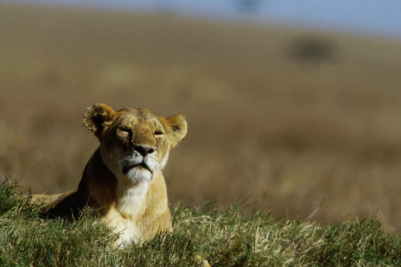 无人,横图,室外,白天,正面,草地,草原,美景,植物,哺乳动物,非洲狮,野生动物,狮子,朦胧,模糊,地平线,景观,旷野,辽阔,地面,注视,草,一只,绿色,自然,动物,观察,看,趴着,广阔,景色,观看,一望无际,察看,关注,自然风光,原野,延伸,凶猛,天地相交,无边无际,一马平川,残暴,凶残,趴,半身,彩图