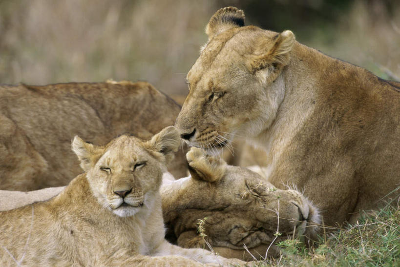 无人,家庭,横图,室外,白天,正面,草地,草坪,美景,植物,哺乳动物,非洲狮,野生动物,狮子,三只,朦胧,模糊,景观,扭头,注视,草,绿色,自然,动物,观察,看,趴着,转头,温暖,温馨,一家人,景色,观看,和睦,察看,关注,自然风光,凶猛,残暴,凶残,趴,半身,彩图,融洽