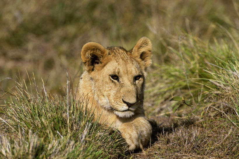 无人,横图,室外,白天,正面,草地,草坪,美景,植物,哺乳动物,非洲狮,野生动物,狮子,朦胧,模糊,景观,注视,草,一只,绿色,自然,动物,观察,看,趴着,景色,观看,察看,关注,自然风光,凶猛,残暴,凶残,趴,彩图,全身