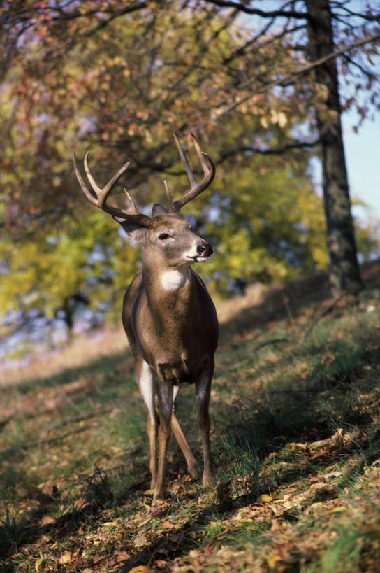 无人,站,竖图,室外,白天,正面,草地,草坪,美景,植物,哺乳动物,鹿,野生动物,朦胧,模糊,景观,注视,草,树,树木,一只,绿色,自然,动物,观察,看,站着,景色,可爱,活泼,生长,成长,观看,察看,关注,自然风光,白尾鹿,维基尼亚鹿,维吉尼亚鹿,站立,彩图,全身
