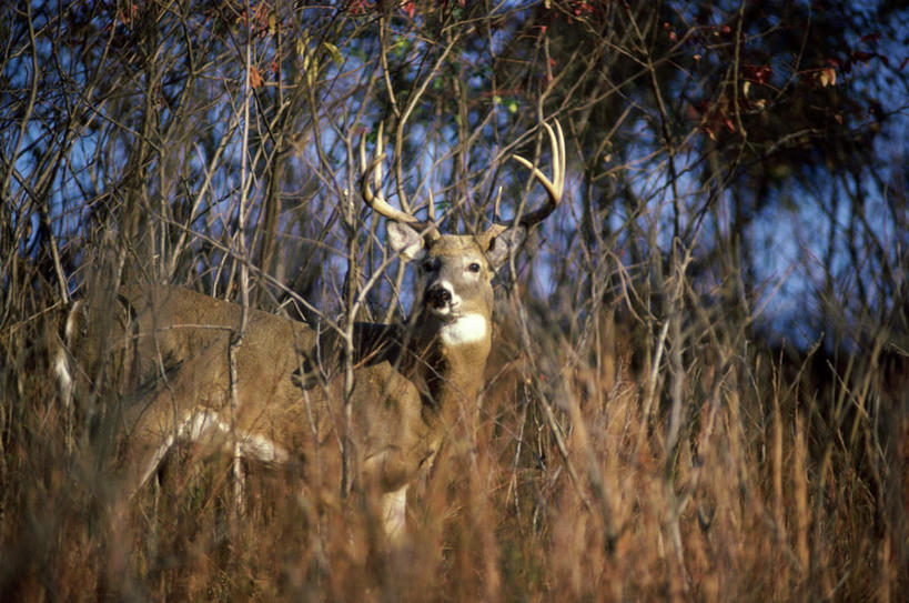 无人,站,横图,室外,白天,侧面,美景,树林,植物,哺乳动物,鹿,野生动物,阴影,枯萎,朦胧,模糊,光线,影子,景观,枯草,扭头,注视,草,树,树木,一只,黄色,蓝色,绿色,蓝天,天空,阳光,自然,动物,天,观察,看,站着,转头,景色,可爱,活泼,生长,晴朗,成长,观看,察看,关注,自然风光,白尾鹿,万里无云,维基尼亚鹿,维吉尼亚鹿,晴空,晴空万里,站立,彩图,全身