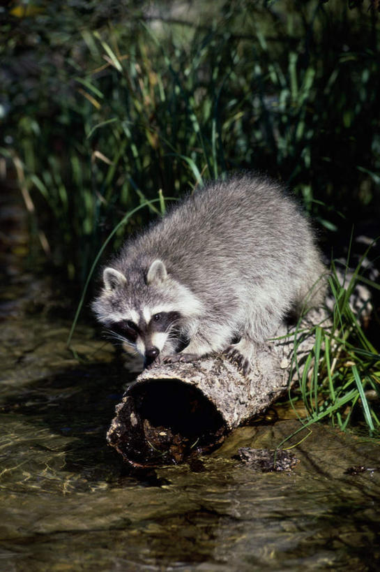 无人,抱,竖图,室外,白天,正面,草地,草坪,河流,美景,水,植物,野生动物,朦胧,模糊,河水,景观,水流,枝条,注视,草,树,树木,树枝,一只,绿色,小溪,自然,动物,溪水,观察,看,趴着,景色,可爱,活泼,抱着,观看,察看,搂着,关注,自然风光,浣熊,白鼻豿,虬枝,枝杈,搂,搂抱,趴,彩图,全身