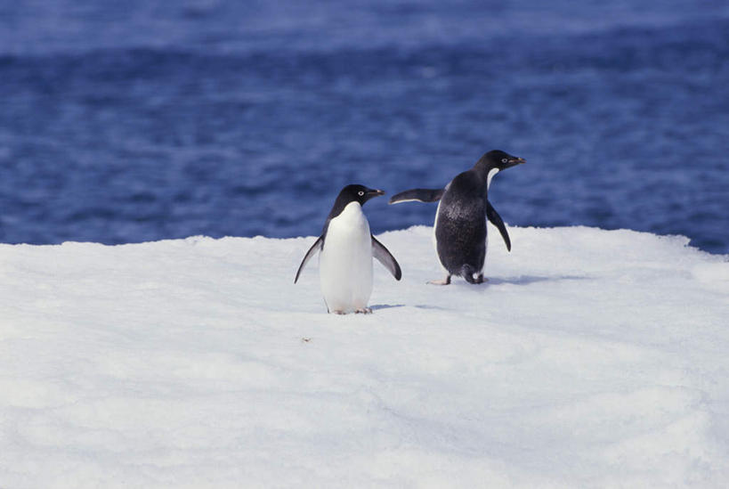 背部,无人,站,横图,室外,白天,正面,旅游,度假,南极,冰山,海浪,海洋,美景,山,企鹅,野生动物,朦胧,模糊,冰,景观,浪花,山峰,山峦,扭头,注视,娱乐,冰川,自然,海水,动物,观察,看,站着,转头,两只,享受,休闲,景色,放松,寒冷,可爱,活泼,观看,察看,冰冷,关注,自然风光,南极洲,冰河,海景,阿德利企鹅,严寒,冰凉,酷寒,凛冽,凛凛,极冷,阿黛利企鹅,南极大陆,南极地区,南极区,南极圈,第七大陆,大海,风浪,海,海水的波动,近岸浪,涌浪,站立,彩图,全身