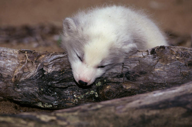 无人,闭眼,睡,横图,室外,白天,正面,美景,植物,狐狸,野生动物,朦胧,模糊,景观,枝条,树,树木,树枝,一只,自然,动物,趴着,景色,自然风光,北极狐,狡猾,狡诈,虬枝,枝杈,闭眼睛,闭着眼,闭着眼睛,困,困觉,趴,寝息,睡觉,半身,彩图
