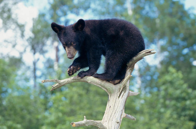 无人,站,横图,室外,白天,侧面,美景,森林,树林,植物,野生动物,熊,黑熊,朦胧,模糊,景观,枝条,扭头,注视,树,树木,树枝,一只,自然,动物,观察,看,站着,转头,景色,观看,察看,关注,自然风光,凶猛,黑瞎子,熊瞎子,虬枝,枝杈,残暴,凶残,站立,彩图,全身