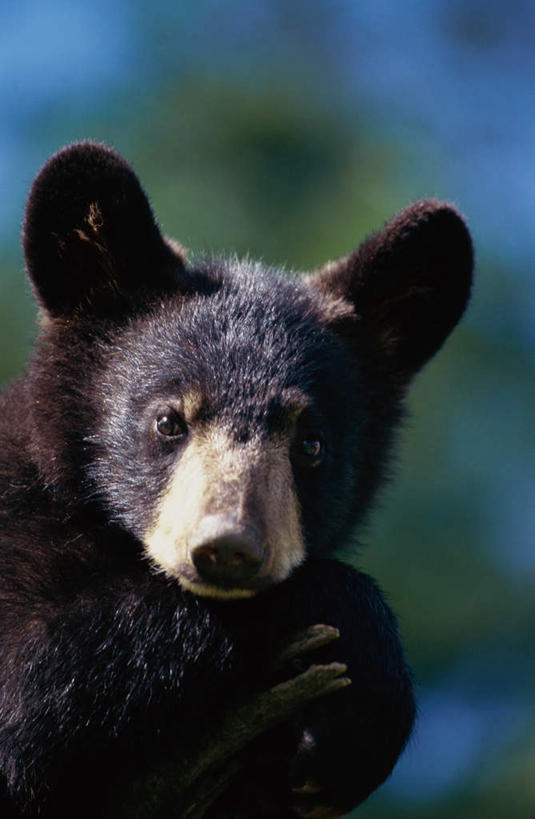 头,无人,竖图,室外,特写,白天,正面,美景,植物,野生动物,熊,黑熊,朦胧,模糊,景观,注视,树,树木,一只,绿色,自然,动物,观察,看,景色,生长,成长,观看,察看,关注,自然风光,凶猛,黑瞎子,熊瞎子,残暴,凶残,头部,半身,彩图