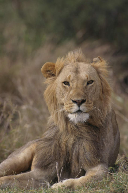 无人,坐,竖图,室外,白天,正面,美景,植物,哺乳动物,非洲狮,野生动物,狮子,朦胧,模糊,景观,注视,树,树木,一只,绿色,自然,动物,观察,看,趴着,景色,生长,成长,观看,察看,关注,自然风光,凶猛,残暴,凶残,趴,坐着,半身,彩图