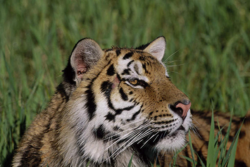 无人,横图,室外,白天,正面,草地,草坪,美景,植物,哺乳动物,虎,野生动物,朦胧,模糊,景观,扭头,注视,草,一只,绿色,自然,动物,观察,看,趴着,转头,景色,观看,察看,关注,自然风光,凶猛,华南虎,中国虎,残暴,凶残,老虎,趴,半身,彩图