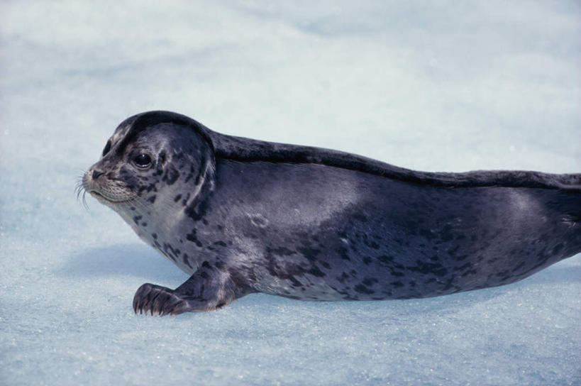 无人,横图,俯视,室外,白天,美景,雪,大雪,哺乳动物,海豹,野生动物,朦胧,模糊,积雪,景观,雪景,冬季,冬天,扭头,注视,一只,自然,动物,观察,看,趴着,转头,景色,寒冷,可爱,活泼,观看,察看,关注,自然风光,斑海豹,严寒,趴,半身,彩图,高角度拍摄