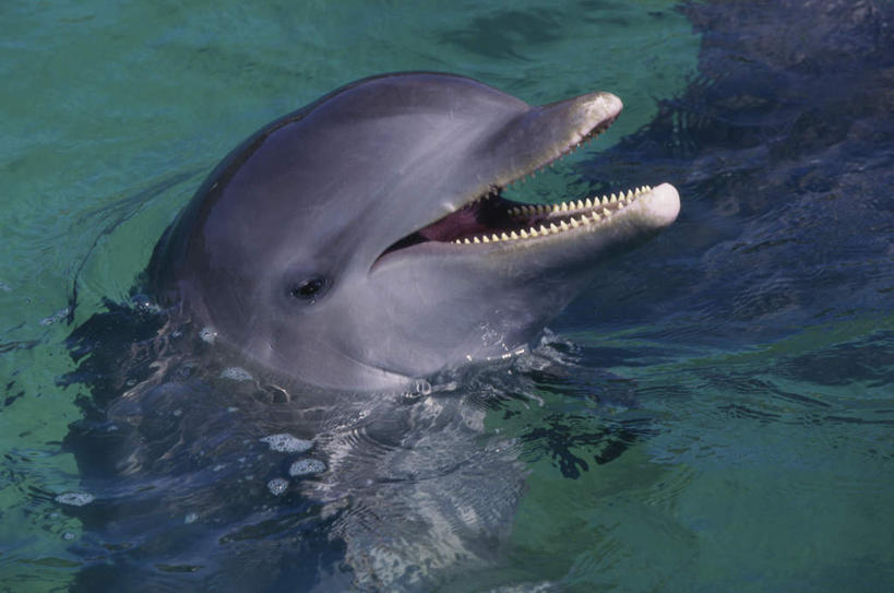 游泳,无人,横图,室外,白天,正面,海浪,海洋,美景,哺乳动物,海豚,朦胧,模糊,景观,浪花,注视,一只,自然,海水,动物,观察,看,张嘴,景色,可爱,活泼,观看,察看,关注,自然风光,张大嘴巴,海景,泅水,胆鼻海豚,尖嘴海豚,宽吻海豚,瓶鼻海豚,拍浮,大海,风浪,海,海水的波动,近岸浪,涌浪,张开嘴,半身,彩图