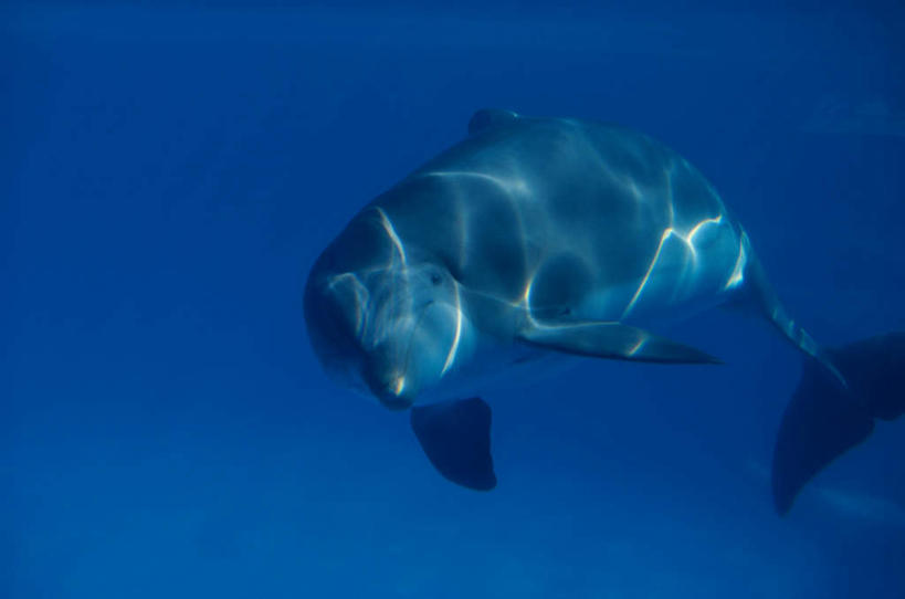 游泳,无人,横图,室外,白天,正面,海底,水下,美景,哺乳动物,海豚,朦胧,模糊,景观,水底,水平线,辽阔,海平线,一只,自然,动物,广阔,景色,可爱,海底世界,活泼,一望无际,自然风光,泅水,胆鼻海豚,尖嘴海豚,宽吻海豚,瓶鼻海豚,无边无际,一马平川,拍浮,海床,半身,彩图,水天相接,水天一线