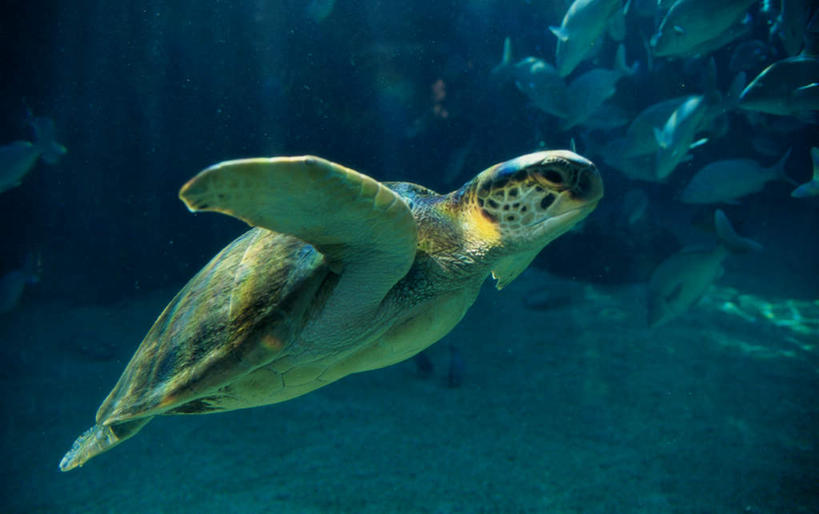 游泳,无人,横图,室外,白天,侧面,海底,水下,海浪,海洋,美景,龟,朦胧,模糊,景观,浪花,水底,海洋生物,一只,自然,海水,健康,景色,海底世界,石龟,绿海龟,自然风光,水生动物,坚定,水生物,海景,海底动物,绿蠵龟,长寿,泅水,拍浮,大海,风浪,海,海床,海水的波动,近岸浪,涌浪,海龟,半身,彩图
