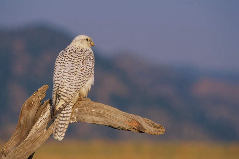 无人,站,横图,室外,白天,草地,草原,美景,山,山脉,植物,鸟,朦胧,模糊,鸟类,景观,旷野,山峰,枝条,山峦,扭头,注视,草,树,树木,树枝,一只,背面,蓝色,绿色,蓝天,天空,自然,群山,天,观察,看,站着,转头,景色,晴朗,观看,察看,关注,自然风光,原野,猎鹰,矛隼,万里无云,隼,虬枝,枝杈,猎隼,白隼,海东青,晴空,晴空万里,站立,彩图,全身