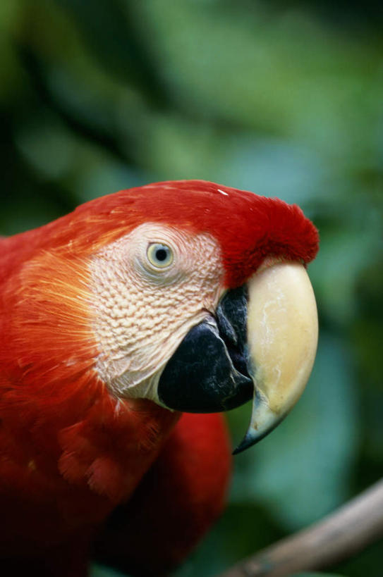 头,无人,站,竖图,室外,特写,白天,正面,美景,植物,鸟,鹦鹉,朦胧,模糊,鸟类,景观,注视,树,树木,一只,绿色,自然,动物,观察,看,站着,景色,可爱,活泼,生长,成长,观看,察看,金刚鹦鹉,关注,自然风光,观赏鸟,红额金刚鹦鹉,头部,站立,半身,彩图