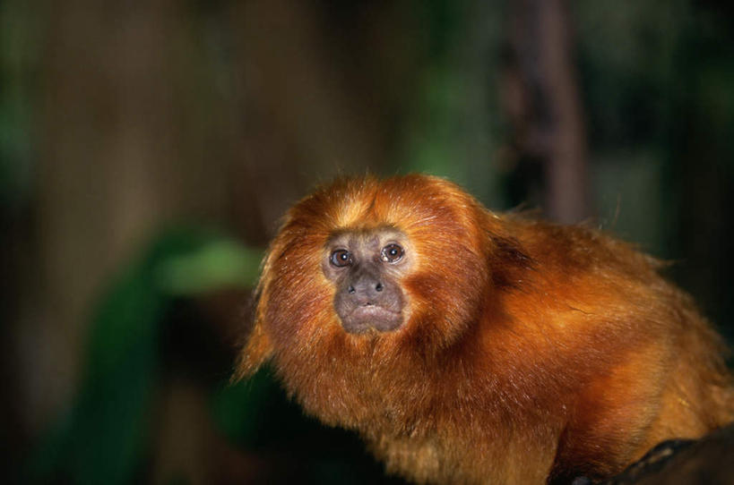 无人,站,横图,室外,特写,白天,侧面,美景,树林,植物,哺乳动物,猴,野生动物,猴子,朦胧,模糊,景观,扭头,注视,树,树木,一只,绿色,自然,动物,观察,看,站着,转头,景色,可爱,活泼,生长,成长,观看,察看,关注,自然风光,稀有,金狨,金狮狨,狮面狨,站立,半身,彩图