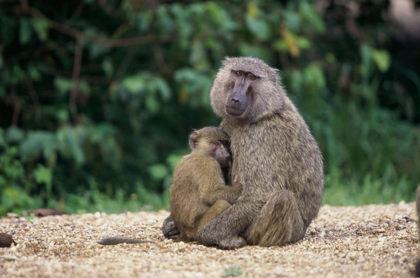 无人,坐,抱,横图,室外,白天,美景,树林,植物,鸟,野生动物,鹰,朦胧,模糊,狒狒,鸟类,景观,面,扭头,注视,树,树木,绿色,自然,动物,观察,看,转头,两只,景色,可爱,活泼,生长,成长,抱着,观看,察看,搂着,关注,自然风光,凶猛,鸢,东非狒狒,橄榄狒狒,绿狒狒,鹗,残暴,凶残,怀抱,搂,搂抱,相抱,拥抱,坐着,彩图,全身