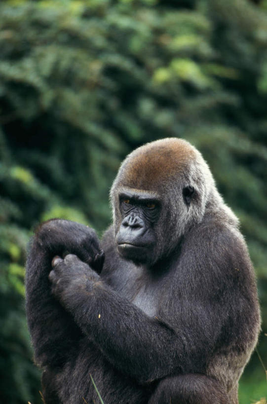 无人,站,竖图,室外,白天,正面,美景,树林,植物,猩猩,朦胧,模糊,景观,注视,树,树木,一只,绿色,自然,观察,看,站着,景色,生长,成长,观看,察看,关注,自然风光,大猩猩,金刚猩猩,西部大猩猩,西部低地大猩猩,站立,半身,彩图