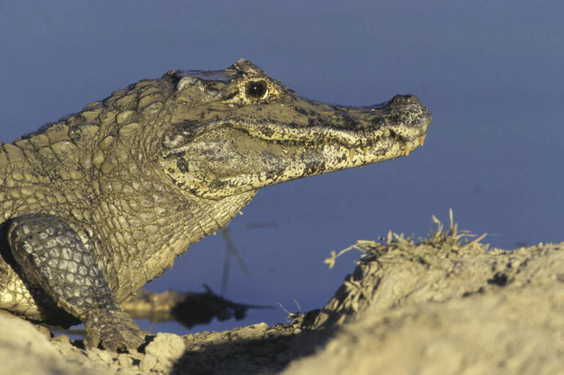 头,无人,横图,室外,特写,白天,侧面,河流,美景,沙滩,水,鳄鱼,野生动物,朦胧,模糊,爬行动物,沙子,河岸,河水,河滩,景观,水流,沙地,注视,一只,自然,动物,观察,看,趴着,景色,观看,察看,关注,自然风光,凶猛,凯门鳄,眼镜凯门鳄,残暴,凶残,头部,趴,半身,彩图