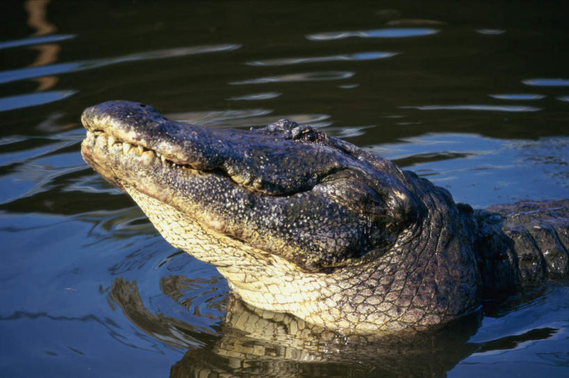 游泳,头,无人,横图,俯视,室外,特写,白天,河流,美景,水,鳄鱼,野生动物,波纹,朦胧,模糊,爬行动物,河水,景观,水流,涟漪,注视,一只,水纹,自然,动物,波浪,观察,看,景色,观看,察看,关注,自然风光,凶猛,美洲鳄,水晕,泅水,拍浮,残暴,凶残,头部,抬头,仰头,半身,彩图,高角度拍摄