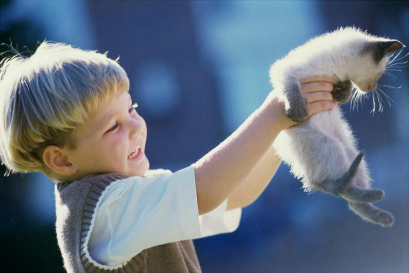 西方人,儿童,一个人,举,笑,微笑,露齿笑,横图,室外,白天,侧面,纯洁,宠物,猫,欧洲,欧洲人,仅一个男性,仅一个人,阴影,服装,朦胧,模糊,光线,暹罗猫,影子,注视,休闲装,一只,小孩,衣服,阳光,动物,观察,看,托,仅一个小孩,休闲,休闲服,可爱,童年,童趣,服饰,观看,察看,关注,猫咪,童真,烂漫,无邪,泰国猫,西母猫,天真,男孩,男人,男性,白种人,孩子,举起,举手,举着,向上举,向上伸,向上托,半身,彩图,男生