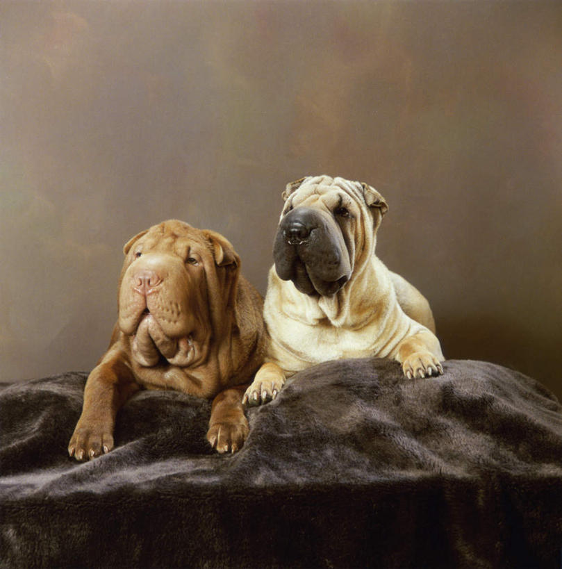 无人,竖图,室内,白天,正面,地毯,宠物,狗,装饰,编织,手工艺品,织物,沙皮狗,注视,动物,工艺品,观察,看,趴着,张嘴,两只,可爱,摄影,影棚,观看,华丽,修饰,点缀,察看,关注,张大嘴巴,忠诚,衬托,美观,雅致,雅观,沙皮,沙皮犬,张开嘴,犬,趴,彩图,全身,影棚拍摄,拍摄